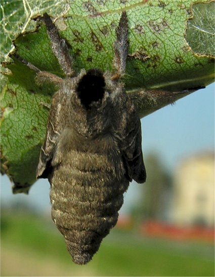 larve di lepidottero defoliatore: Clostera anastomosis